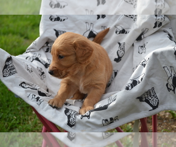 Medium Photo #3 Golden Retriever Puppy For Sale in GREENWOOD, WI, USA
