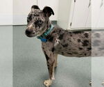 Small #2 Catahoula Leopard Dog Mix