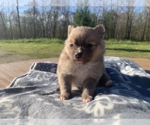 Pomeranian Puppy for sale in BUSH, LA, USA