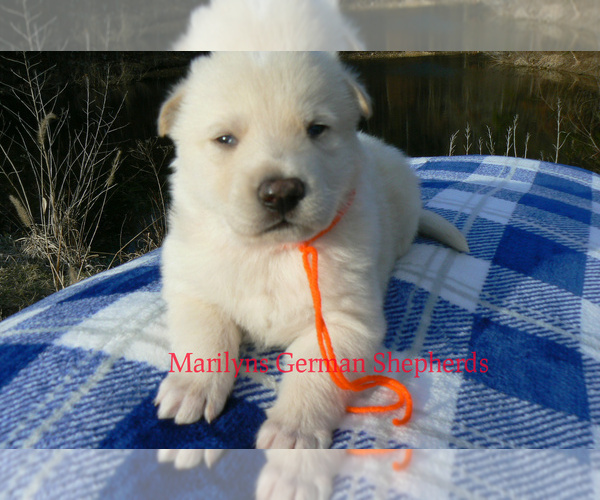 Medium Photo #1 German Shepherd Dog Puppy For Sale in PIEDMONT, MO, USA