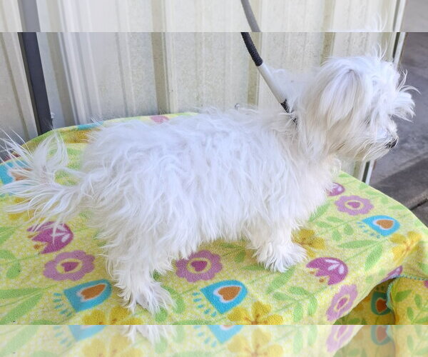 Medium Photo #4 Maltese Puppy For Sale in Mountain View, MO, USA