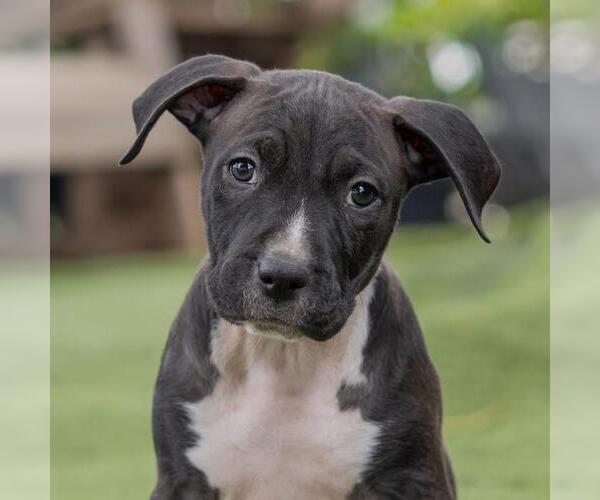 Medium Photo #3 Labrador Retriever-Unknown Mix Puppy For Sale in San Diego, CA, USA