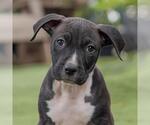 Small #2 Labrador Retriever Mix