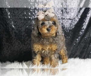 Medium Poodle (Toy)