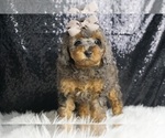 Puppy Wowzer AKC Poodle (Toy)