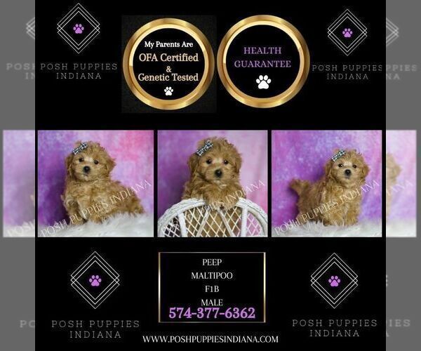 Medium Photo #2 Maltipoo (Miniature) Puppy For Sale in WARSAW, IN, USA
