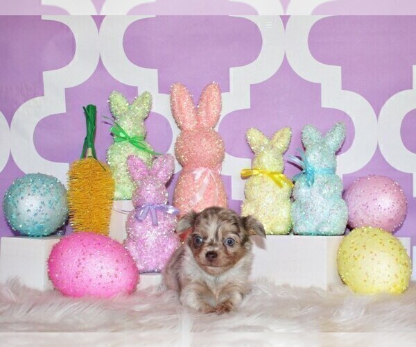 Medium Photo #16 Chihuahua Puppy For Sale in CHARLESTON, AR, USA
