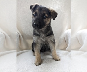 German Shepherd Dog Puppy for sale in AUBURN, KY, USA