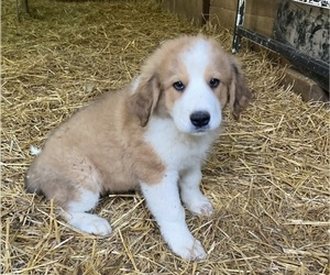 Great Bernese Puppy for sale in CARROLLTON, OH, USA