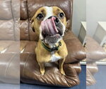 Small #4 Boxer Mix