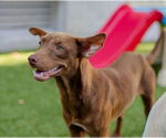 Small #1 Labrador Retriever Mix