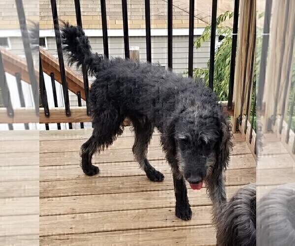 Medium Photo #22 Labradoodle Puppy For Sale in CHICAGO, IL, USA