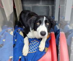 Small #15 Border Collie
