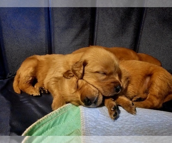 Medium Photo #8 Golden Retriever Puppy For Sale in SALISBURY, NC, USA
