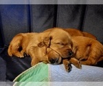 Small #7 Golden Retriever