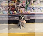 Small Photo #1 Poodle (Toy) Puppy For Sale in ACWORTH, GA, USA