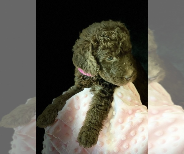 Medium Photo #3 Labradoodle Puppy For Sale in THE VILLAGES, FL, USA