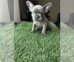 Small Photo #3 French Bulldog Puppy For Sale in CARSON, CA, USA