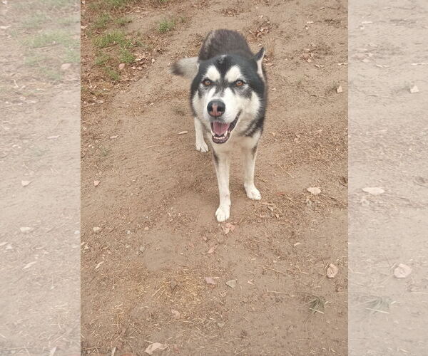 Medium Photo #1 Alusky Puppy For Sale in Pacific grove , CA, USA
