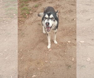 Alusky Dogs for adoption in Pacific grove , CA, USA