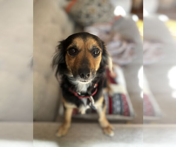 Medium Photo #2 Dachshund Puppy For Sale in Arlington, VA, USA