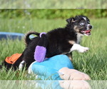 Small #2 Miniature Australian Shepherd