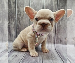 French Bulldog Puppy for Sale in INDIANAPOLIS, Indiana USA