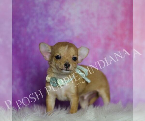 Medium Photo #2 Chihuahua Puppy For Sale in WARSAW, IN, USA