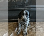 Puppy Red German Shorthaired Pointer