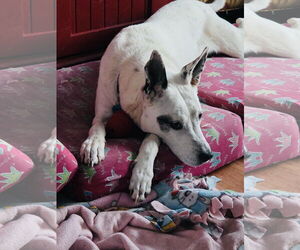 Mrs. Moose - Female Mutt Dog for Adoption - Photo #8