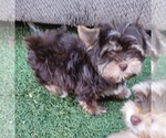 Small #3 Shorkie Tzu