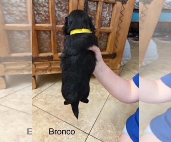 Medium Photo #7 Shih Apso Puppy For Sale in SCOTTSDALE, AZ, USA