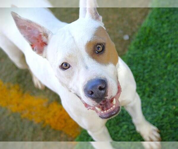 Medium Photo #1 American Pit Bull Terrier Puppy For Sale in Tallahassee, FL, USA