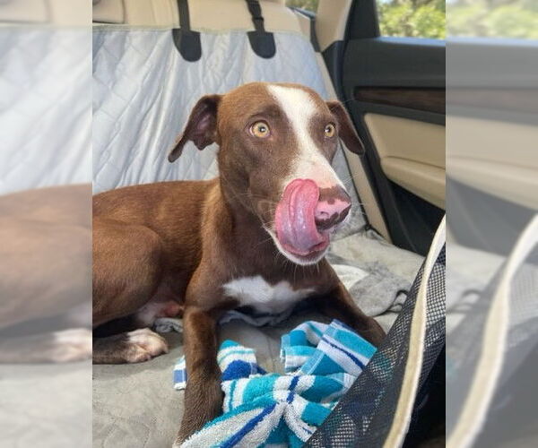 Medium Photo #12 Lab-Pointer Puppy For Sale in Houston, TX, USA