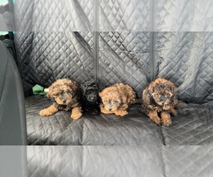 Cockapoo Puppy for sale in ATLANTA, GA, USA