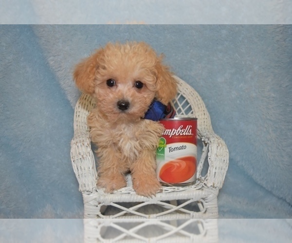 Medium Photo #1 Maltipoo Puppy For Sale in SANGER, TX, USA