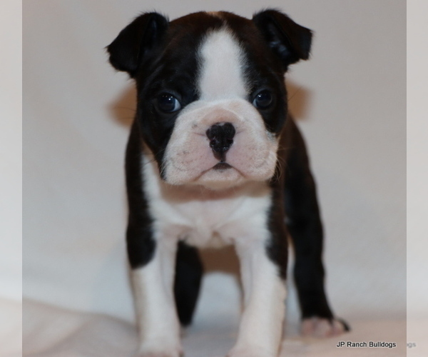 Medium Photo #22 Boston Terrier Puppy For Sale in WINNSBORO, TX, USA