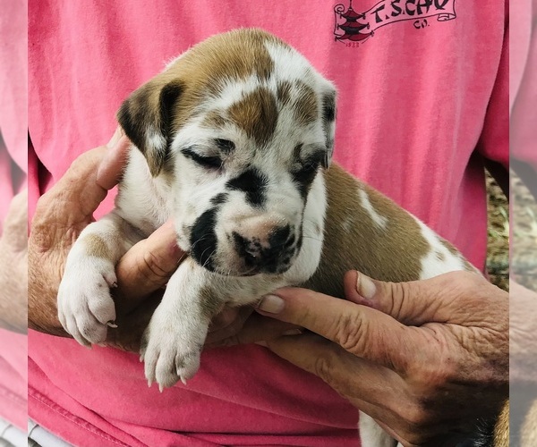 Medium Photo #3 Great Dane Puppy For Sale in THOMSON, GA, USA