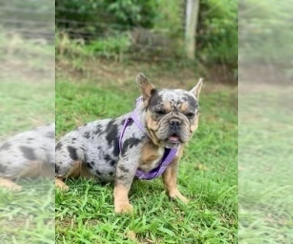 Medium Photo #1 French Bulldog Puppy For Sale in NASHVILLE, TN, USA