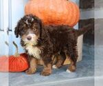 Biscuit - Male Bernedoodle (Miniature) Puppy for Sale - Photo #3