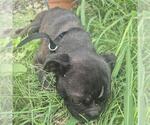 Small Pug