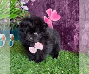 Pomeranian Puppy for sale in TAMPA, FL, USA