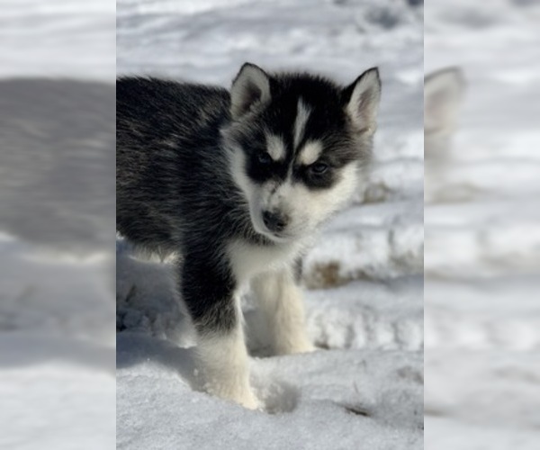 Medium Photo #2 Siberian Husky Puppy For Sale in MORGANTOWN, IN, USA