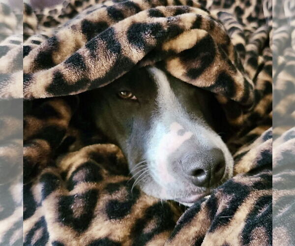 Medium Photo #9 American Pit Bull Terrier-Unknown Mix Puppy For Sale in Williamsburg, IA, USA