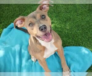American Pit Bull Terrier-Unknown Mix Dogs for adoption in Tallahassee, FL, USA