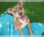 PUMPKIN - Female American Pit Bull Terrier-Unknown Mix Dog for Adoption - Small photo