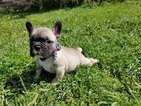 Small Photo #1 French Bulldog Puppy For Sale in HEMET, CA, USA