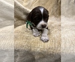 Small Photo #6 English Springer Spaniel Puppy For Sale in JEANNETTE, PA, USA