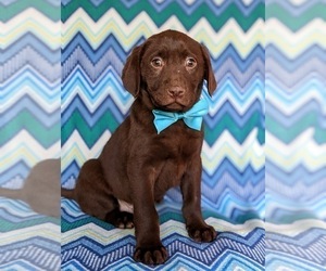 Labrador Retriever Puppy for sale in BRIDGETON, PA, USA
