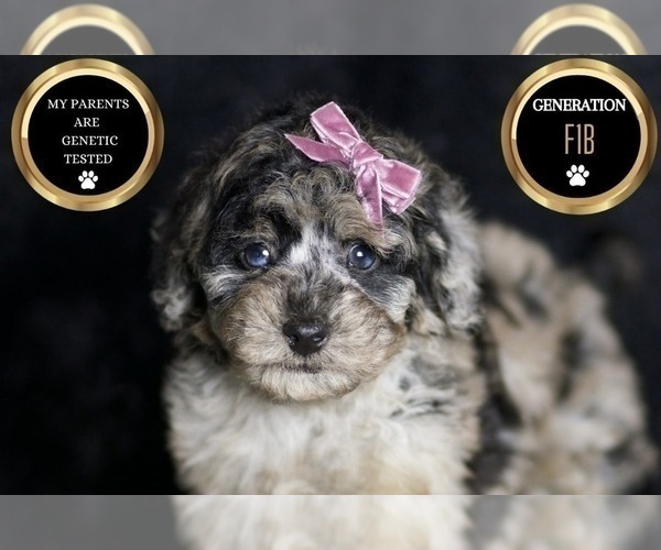 Medium Photo #75 Maltipoo Puppy For Sale in WARSAW, IN, USA